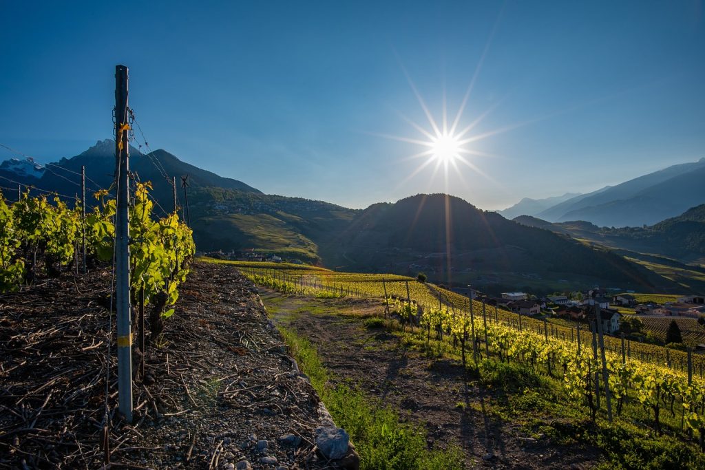 vine, vineyard, sun