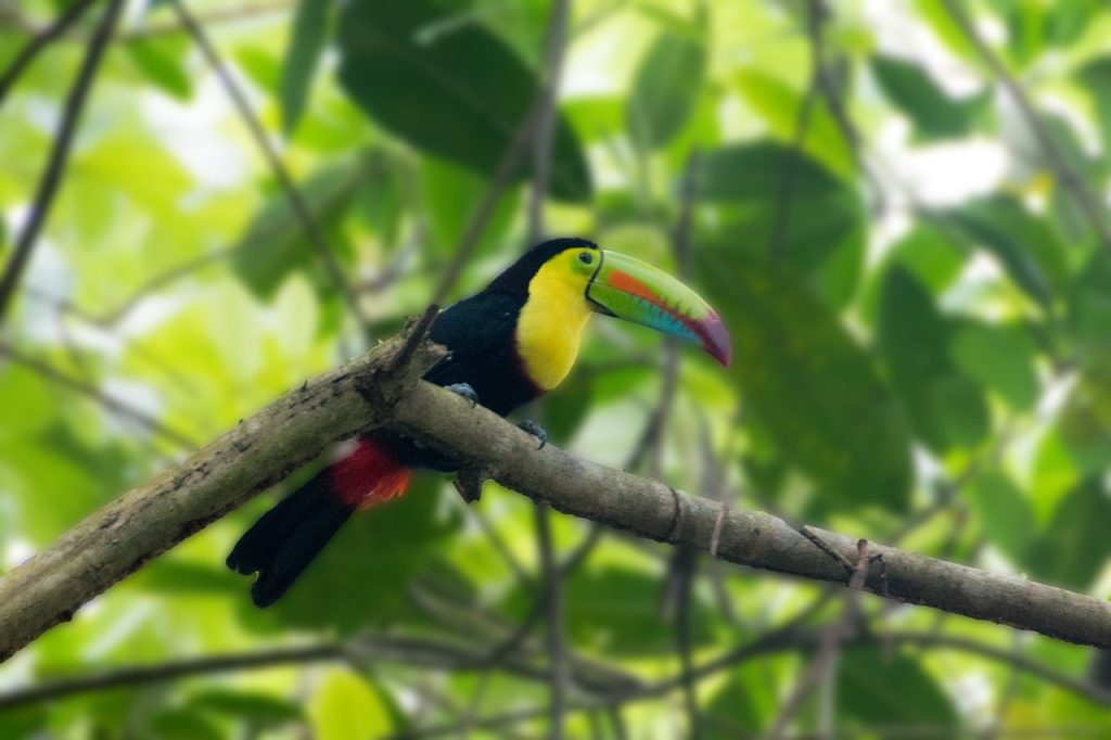panama, rainforest, toucan